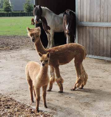 LICHTERVELDE Kinderboerderij Den Ast Hoogwielkestraat 55, Lichtervelde Info@kinderboerderijdenast.