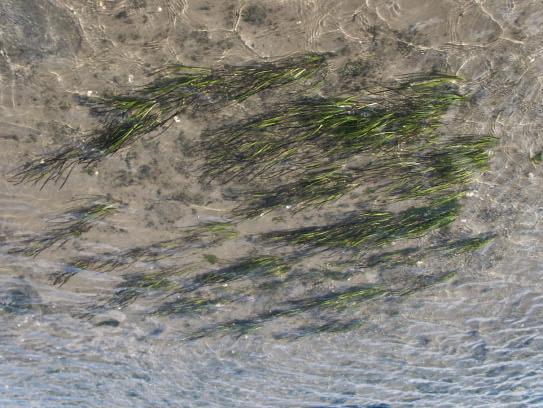 Foto 11 Getransplanteerd Groot zeegras bij afstromend water op locatie B93.
