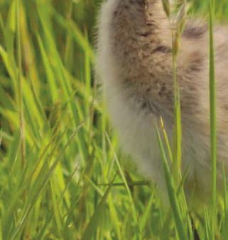 De onderzoeksvraag of een vergroting van de arealen met de bestemming natuur zou kunnen leiden tot een vermindering van de druk op de agrarische bedrijfsvoering is door de verkenning nadrukkelijk