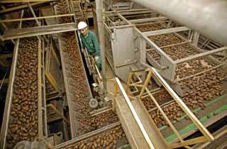 Consumptieaardappel belangrijk gewas Consumptieaardappelen zijn een belangrijk gewas voor veel akkerbouwbedrijven.