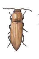 Ritnaalden of koperwormen zijn de larven van de kniptor (keverfamilie