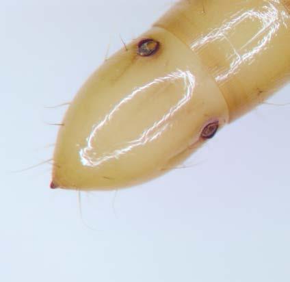 De larven vertonen gelijkenissen met de meelworm, maar onderscheiden zich door een afbuigend uitsteeksel