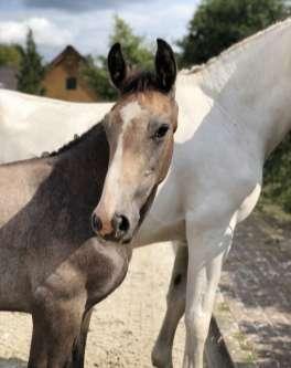 Narera C30 Geboren - Date of birth : 19/04/2018 KWPN Schimmel - Grey Hengst - Stallion BTW - VAT: No - Nee CARRERA VDL