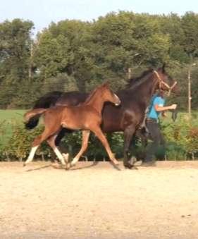 Sushi van de Bisschop C71 Geboren - Date of birth : 26/06/2018 BWP Vos - Chestnut Mare - Merrie BTW - VAT: Ja - Yes - 21% DI CANTERO VAN TER HULST Z OCTAVIA VAN DE