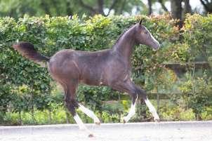 BALOU DU ROUET SHAFFIRA BALOUBET DU ROUET GEORGIA HEARTBREAKER CINDY FZ