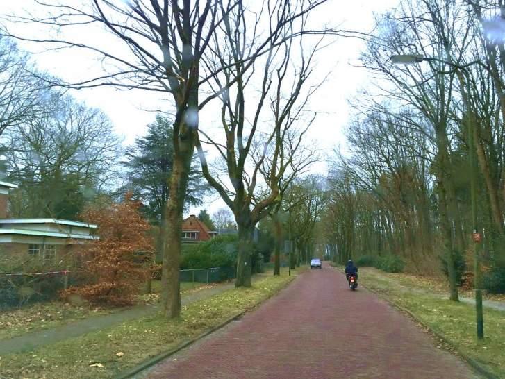 Overzicht Den Blieklaan 2.2 Foekenlaan In de Foekenlaan staan in totaal 4 bomen. Aan de oneven zijde grenzen in het eerste deel twaalf bomen aan een bosvak.