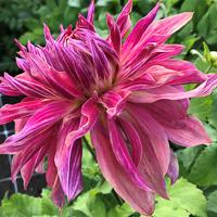 Dahlia Miss Ruby Nieuw!