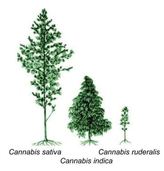 Addendum Cannabis sativa versus cannabis indica Door de eeuwen heen is er in de literatuur veel discussie geweest over het aantal soorten dat er van cannabis zou bestaan.