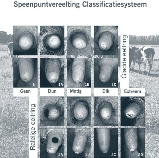 Speenpuntvereelting Classificatiesysteem Geen Dun Rafelige eeltring Gladde eeltring Matig Dik Extreem Classificatiesysteem voor het beoordelen van de speenconditie. 9.