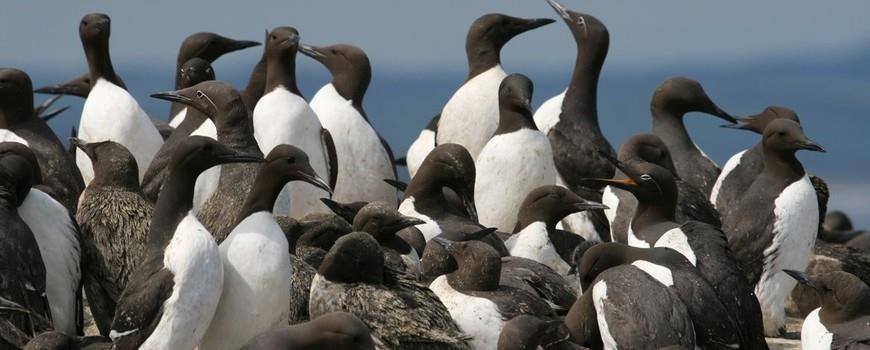 Beschermde natuurgebieden op Noordzee een feit Vogelbescherming Nederland Drie belangrijke stukken Noordzee zijn sinds vorige week aangewezen als beschermd natuurgebied.