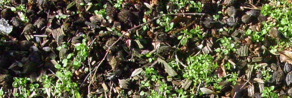 S U C C E Onder natuurlijke omstandigheden ontwikkelt begroeiing zich via een reeks fasen die horen bij de groeiomstandigheden van de plek.