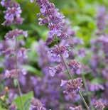 Nepeta faassenii Walker s Low.