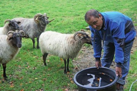 Persoonlijke verhalen Van schapen scheren in Irak naar schapen scheren in Arnhem Als vluchteling moet je een actieve houding laten zien. Hij is er maar druk mee.