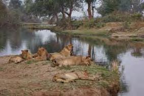 wandelsafari s waarbij u ook de mogelijkheid heeft om van kamp naar kamp te lopen.