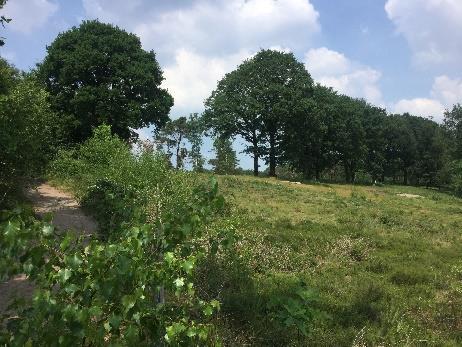 6 2. Via de groene markering lopen we naar beneden en komen in nieuwe natuur van de vroegere groeve. Het met heide begroeide gebied is tegenwoordig eigendom van het Utrechts Landschap. 3.