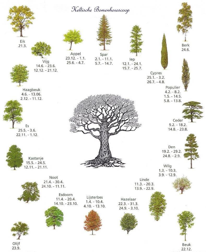 bomen en mensen Van zolang mensen bestaan, hebben ze een bijzondere relatie met planten, en dan zijn bomen wel de grootste planten.