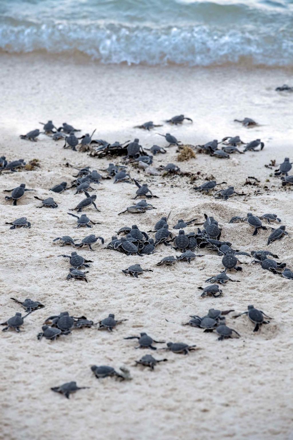 Gemiddeld maakt één schildpad 6 nesten en zo'n 100 eieren per nest waarvan slechts 1 van de 1000 geboren schildpadden het overleeft die uiteindelijk weer terugkeert