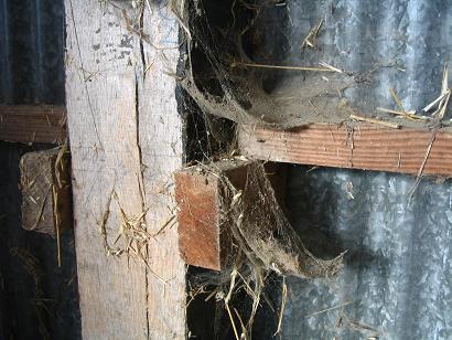 Achter hun rug de trelis die over de hele keuken gemaakt is en waarover we druiven zullen laten groeien (vigne vierge).