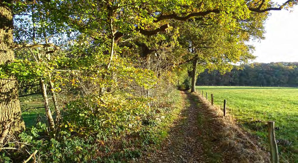6 Engelse landschapsstijl Het bos is ingericht in de Engelse landschapsstijl. Deze vorm van tuinarchitectuur bereikte in Nederland in de 19e eeuw zijn hoogtepunt.