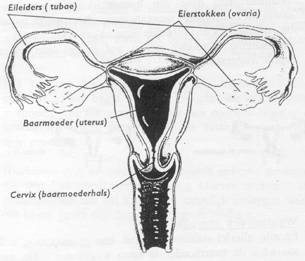 1. Inleiding Graag duiden wij u op het belang van goede informatie voorafgaand aan uw baarmoederoperatie (hysterectomie). Wij raden u dan ook ten zeerste aan deze folder grondig door te nemen.