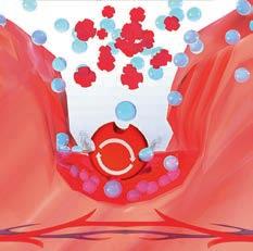 Granulox bevat hemoglobine van zoogdierlijke oorsprong, die fungeert als zuurstofcarrier.