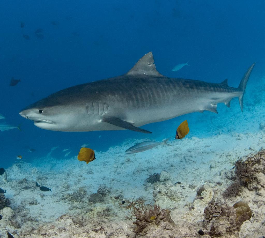 Naar de haaien in de Maldiven, de tijgers van Fuvahmulah Peter Verhoog wordt ook wel eens de Hollandse Haaienfluisteraar genoemd. Hij doet niets liever dan met haaien duiken en ze fotograferen.