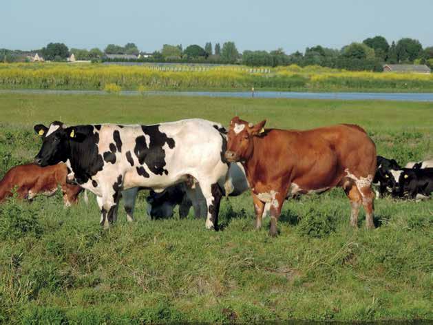 Veehouderij Gerard de Koning Wij zijn