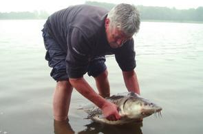Eind september werd het mysterie opgelost. Jan Weideman ving deze grote vis, die ongeveer 170 cm lang en zeker 45 pond zwaar was.