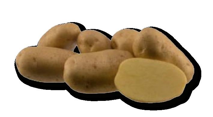 Het ras heeft een gemiddelde knolzetting van tien tot twaalf knollen per plant en vormt weinig bessen, wat een voordeel is voor aardappelopslag.