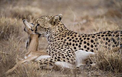 Het deelt veel van dezelfde dieren in het wild als Samburu, maar intrigerend is ook de thuisbasis van de gewone zebra die net over de brug op de noordkant van de rivier gevonden kan worden.