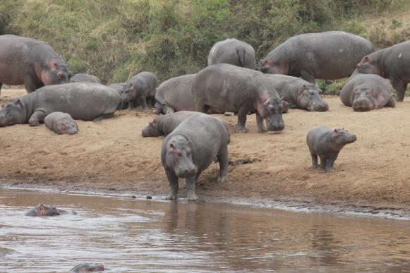 Van oudsher wemelt het van de wilde dieren De Mara is beroemd om de grote kuddes olifanten en buffels die door de vlakten dwalen en om de jaarlijkse migratie van de wildebeesten.