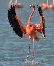 zeker ook op ons buureiland Bonaire waar nog veel meer van deze vogels zijn.