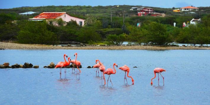 Gewoonten en eetgewoonten Flamingo s leven in Saliña s (ondiepe, grote, zoute lagunes) of meren. Het zijn enorm sociale dieren.