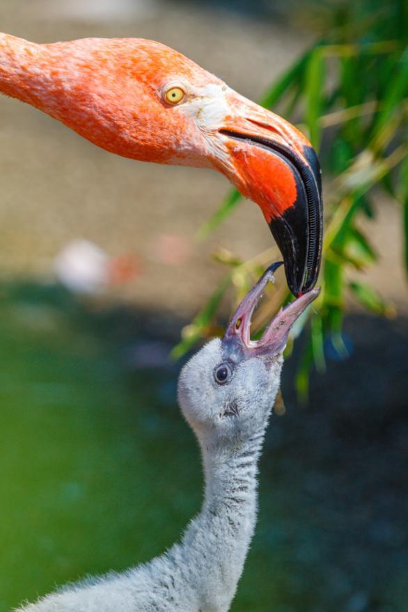 Voortplanting Flamingo s nestelen in kolonies. Dat wil zeggen dat ze in groepen samen nesten maken en ongeveer tegelijkertijd eieren leggen en hun jongen opvoeden. Ze maken hun nesten van modder.