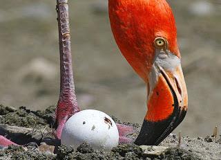 Omdat ze in kolonies nestelen, zijn er in de broedperiode (de periode waarin ze eieren leggen, uitbroeden en de jongen opvoeden) enorm veel van deze nesten bij elkaar, een echte flamingostad.