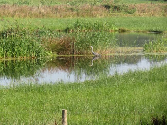 11 Thema: Waterkwaliteit 11.1 Schoon, gezond en natuurlijk water De AWP wil alle gifstoffen uit het water halen en houden. Dat kan het beste door te voorkomen dat ze in het water terecht komen.