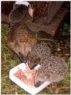 Nodig egels uit in jouw tuin!