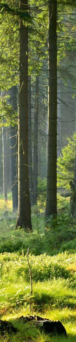 ter Hürne is FSC en PEFC gecertificeerd en ondersteunt ecologische en sociale aspecten van een volkomen duidelijke en erkend duurzame bosbouw.