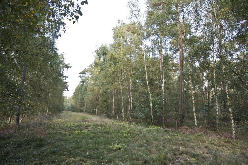 Grote delen van het gebied worden aangemerkt als cultuurlandschap Figuur 6.13 Restanten van de Romeinse weg nabij Swalmen (foto: Rijksdienst voor het Cultureel Erfgoed). 6.3.2 Archeologie Het archeologisch erfgoed wordt binnen Nederland als zeer waardevol beschouwd.