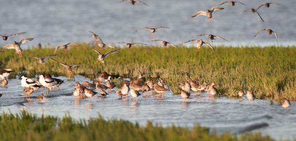 bieden, veiligheid krijgen) in. Onder de paraplu van de programmagroep worden werkgroepen ingesteld om de aanbevelingen te realiseren. De Waddenvereniging zit in de werkgroep Ecologisch spoorboekje.