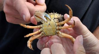 Voorlichting en evenementen Voorlichting en evenementen zijn dé manieren om meer mensen kennis te laten maken met ons prachtige Werelderfgoed Waddenzee.