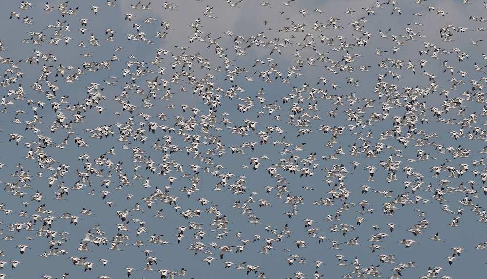 Het waterregime kent weinig natuurlijke dynamiek. Dit heeft onder meer gevolgen voor de moerasontwikkeling.