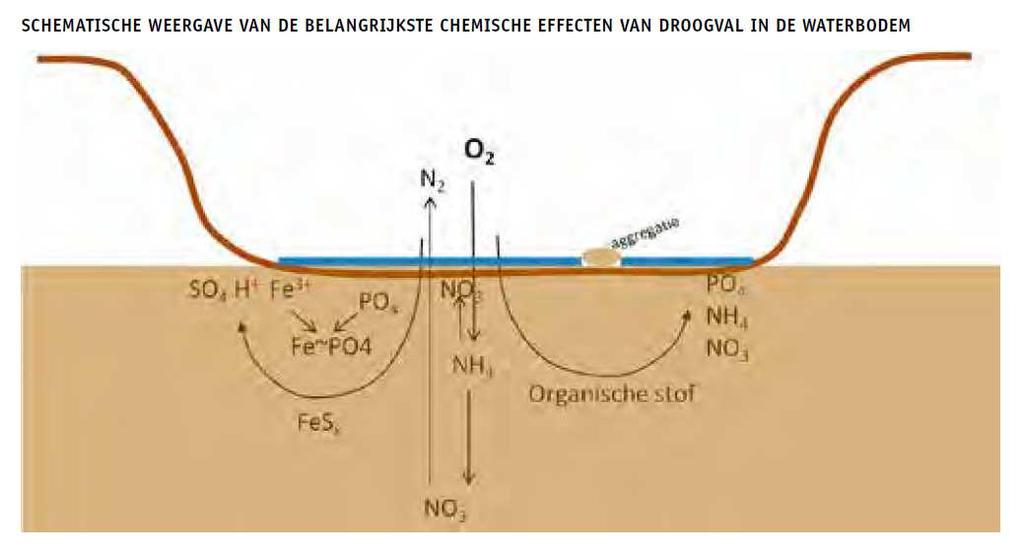 de kansen voor riet en waterriet verder verslechteren.