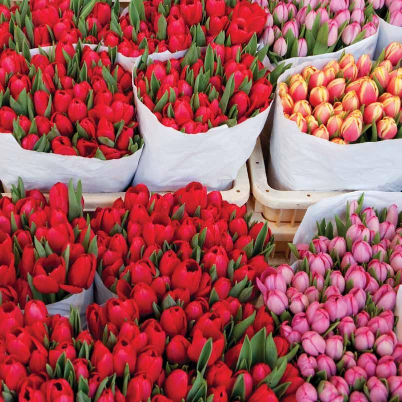 5 Food & Flowers Food & Flowers is een speerpuntcluster van de Amsterdam Economic Board.
