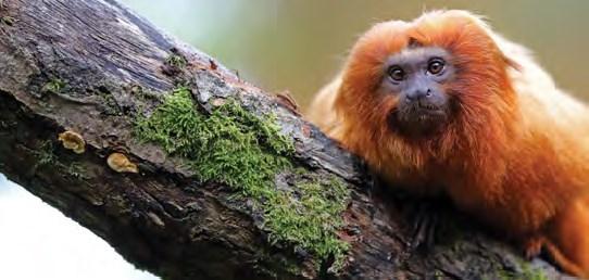 PROGRAMMA 2018 / 2 datum maand soort vergadering onderwerp di 10 april ledenvergadering Bodembedekking in het aquarium Raymond di 24 april ledenvergadering De natuur van de fjorden, meren en