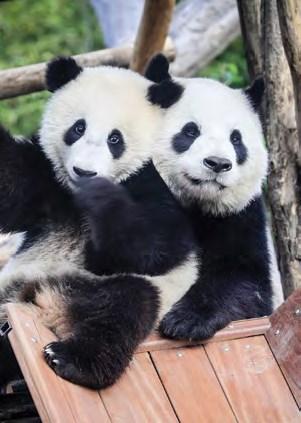 di 08 mei ledenvergadering Aquariumplanten uit het Aziatisch continent Eugene di 22 mei ledenvergadering Voedseldieren Marcel Wuyts di 12 juni ledenvergadering Beplanten van een aquarium Robert