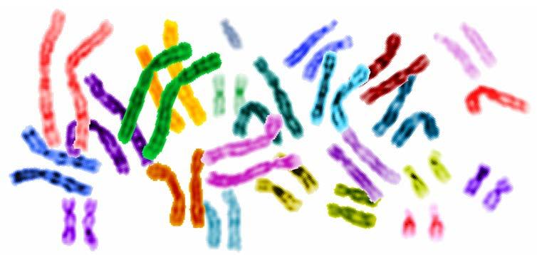 Genoom ~ 25 000 genen Cell lysaat ~100 000 eiwitten Tryptisch digest van cel lysaat ~1