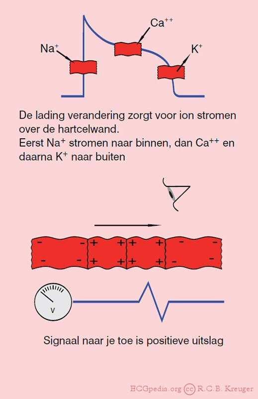 activiteit van het