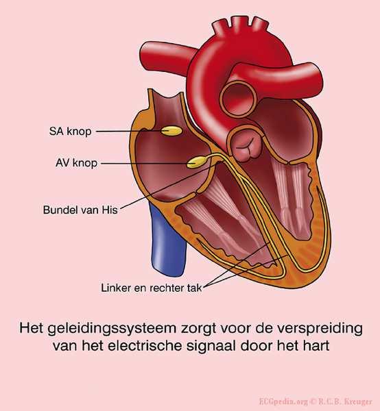 De elektrische ontlading van het hart SA knoop: pacemakercellen bepalen de hartfrequentie Eerst depolariseren en contraheren de atria (boezems), daarna de ventrikels