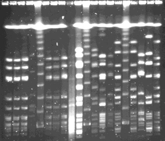 Punt prevalentie studie naar MRSA in Brugse Rust- en Verzorgingstehuizen, 1998. M.R.S.A. + % Nursing home (#) I. II. III. IV. V. VI. VII. 0/46-2/37 5.4% 0/22-0/20-1/29 3.